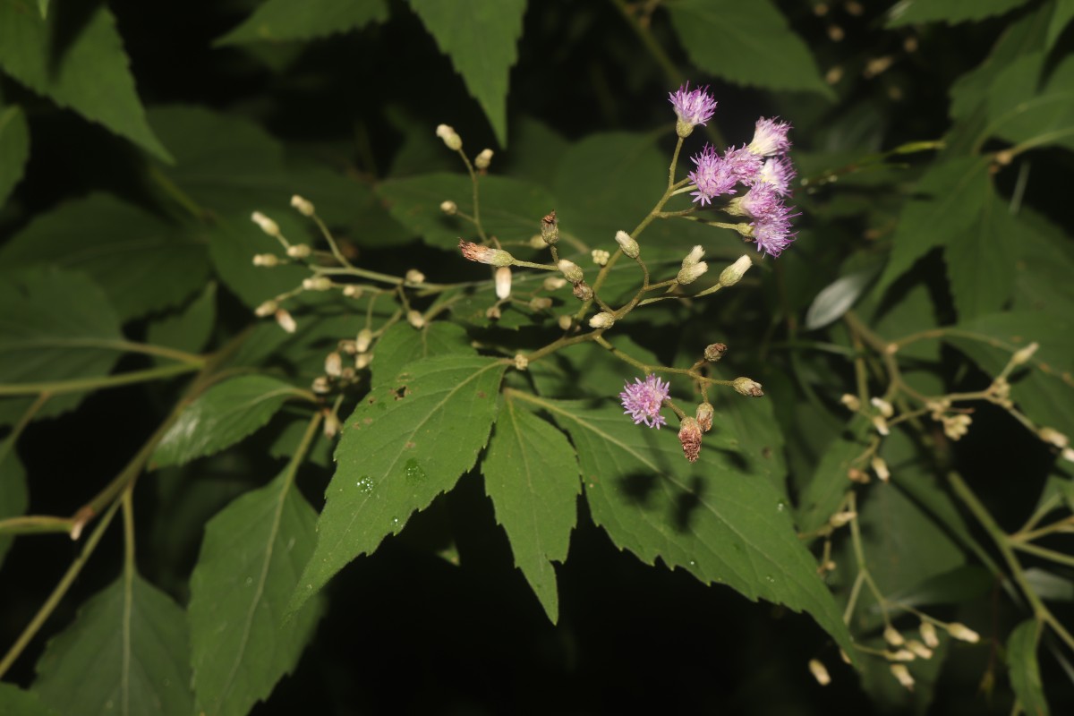 Cyanthillium hookerianum (Arn.) H.Rob.